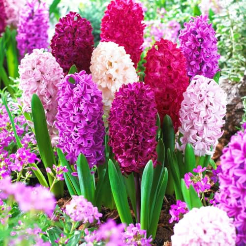 Hyazinthenzwiebel-Winterhart MehrjäHrig,Hyazinthen Zwiebeln,Traubenhyazinthen,Hyazinthen Rhizome,Einfache Wartung-6zwiebeln-a
