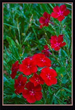 Potseed 80 Semi Phlox annuale di Red (Phlox drummondii) Y176 Semi Semilla Samen