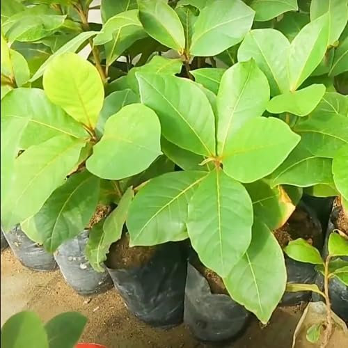 Graines d'amandier 20pcs vert