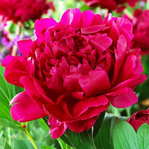 1x Rizoma Peonias Plantas de exterior Peonias bulbos Flores naturales Planta decorativa Peonia Felix Crousse