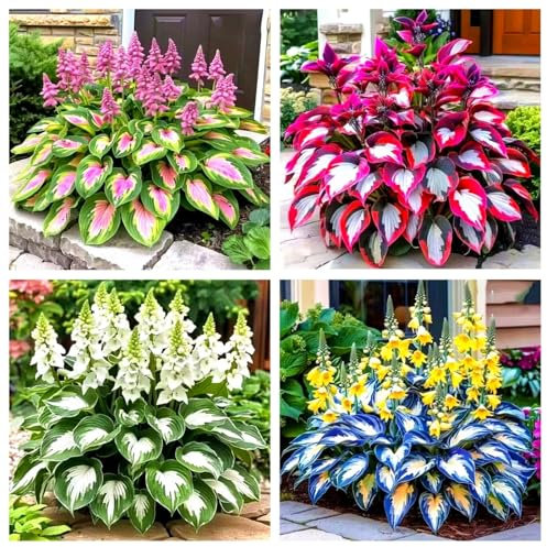 Hosta-Zwiebeln. Kältebeständige Blattpflanze, geeignet für Innenhöfe, Balkone, Beete usw., mehrjährige Pflanze