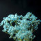 Schleierkraut Blau Samen, Gypsophilia Paniculata, Dachbegrünung Ausgefallene Geschenke Blumensamen Mehrjährig Winterhart Flowers Flower Blumen Dekoration Wohnzimmer 450 Stück