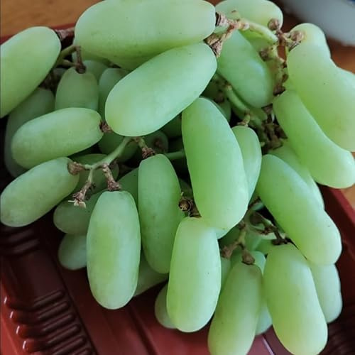 Weintrauben mix,wein winterhart,Gartendekoration,Tafel-Traube,winterhart mehrjährig,Breite Verwendung,fruchtig,duftend.-2stück-G