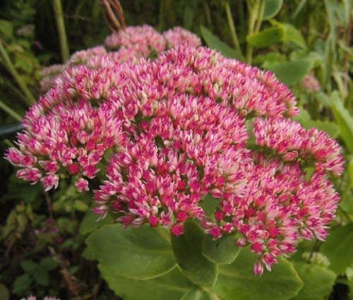 SEDUM EMPEROR'S WAVE Sedum Telephium - 300 Semi Bulk