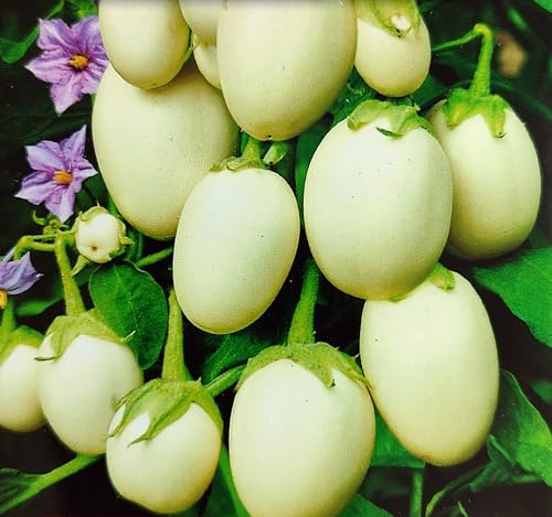 20 Samen Auberginen Goldene Eier Kübelpflanze od. Freiland Aubergine