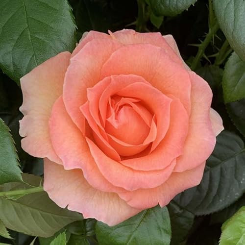 YouGarden Rose 'Fab at 80' â„¢, Potted in a 4 Litre Pot, Garden Ready, Birthday 80th Gift
