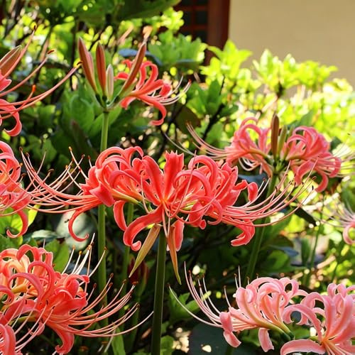 giglio ragno - Lycoris Radiata ornamentali giardino balcone 12bulbi