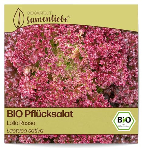 Samenliebe BIO Pflücksalat Samen alte Sorte Lollo Rossa nussiger Lollosalat gekrauster Salat rot 500 Samen samenfestes Gemüse Saatgut für Gewächshaus Freiland und Balkon BIO Gemüsesamen