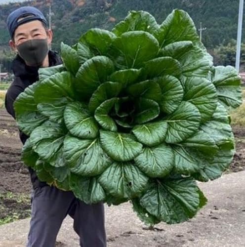 SeedsUP - 300+ Seeds Four Season Spinach Viroflay Giant - Vegetable Green