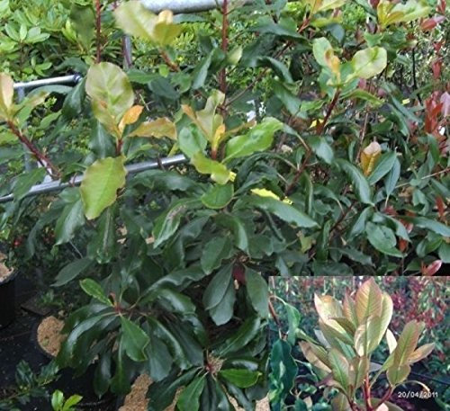 Photinia serratifolia - Chinesische Glanzmispel - Sägeblättrige Glanzmispel - 80-100