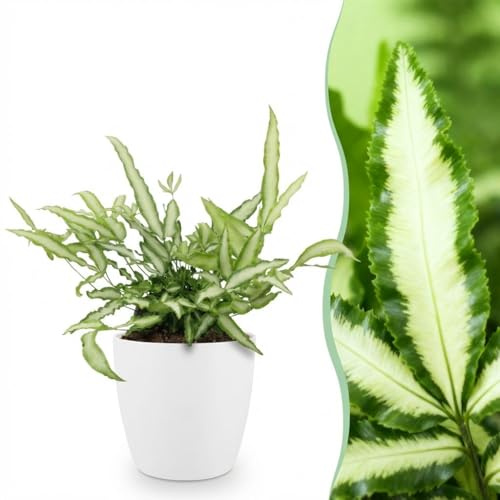 Pteris cretica Albolineata - Bandbräken - Husdjursvänlig växt - Grön - med krukväxt Vit - 20cm - Øter Wit - Pot 12cm - Krukväxt - - Växt med kruka