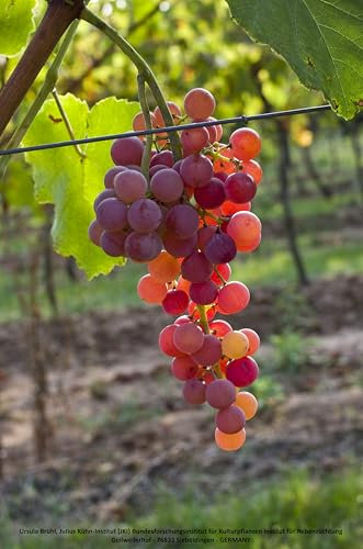 Tafeltraube Suffolk Red |Kernlos, winterhart & pflegeleicht | Süß-säuerlich & ertragreich | Perfekt für Garten, Balkon & Kübel | 3-jährige getopfte Weinrebe