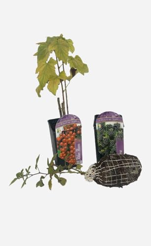 Arbusti da Frutto Selezionati – Varietà Resistenti e Produttive – Facili da Coltivare – Frutti Gustosi per Orto e Giardino – Formato Astuccio 2 Confezioni