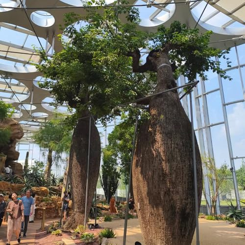 semillas de baobab - plantas perennes resistentes planta de maceta semillas plantas árbol mono resistentes al aire libre interior árbol bonsái comprar árboles exterior para los 80pcs