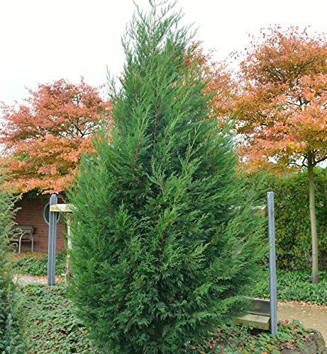 Leyland Zypresse Typ 2001 40-60cm - Cupressocyparis Leylandii - lebende Gartenpflanze aus den Baumschulen