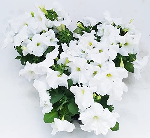 POWERS TO FLOWERS - CALIBRACHOA, PETUNIA, POTUNIA, SURFINIA BIANCA, 12 PIANTE, piante vere