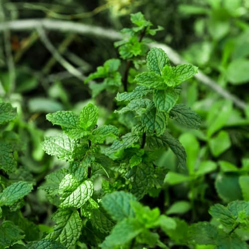 Semi di menta piperita verdi prodotti sostenibili resistenti menta piperita esotica vecchie varietà giardino 300pcs