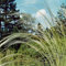 Stipa barbata ca. 9x9 cm Topf - Federgras, silbrige Blütenwedel, ideal für Steingärten und Rabatten, trockenheitsresistent, pflegeleicht
