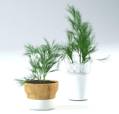 500 pcs dill samen bio kräuter pflanzen balkonpflanzen winterhart Anethum graveolens,dillsamen herbal bio saatgut kräuter samen plants deko wohnzimmer modern