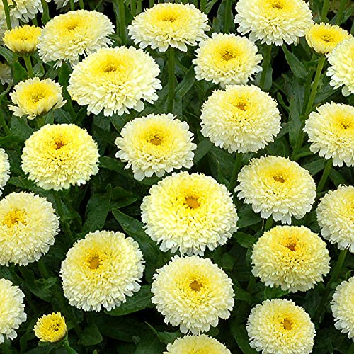 Leucanthemum Luna - Marguerite de Shasta - Fleur vivace jaune en pot pour l'extérieur