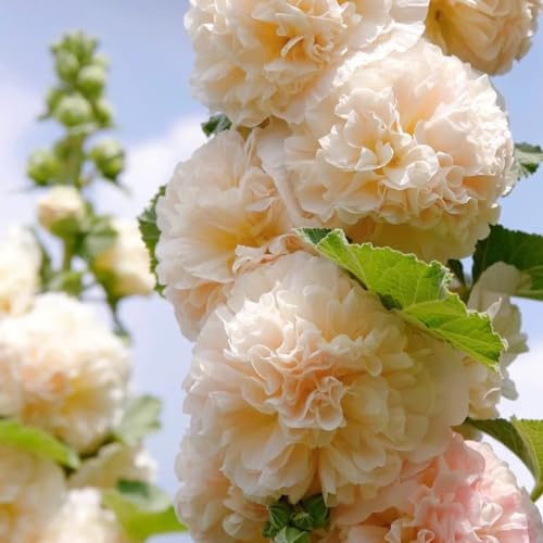 malvarose, malvarosa - semi di tappezzanti resistenti al freddo ornamentali per zone soleggiate ombra, semi di selvatici Decorazioni giardino per 320semi