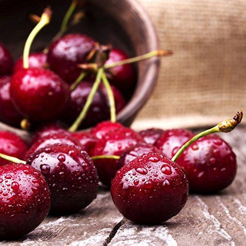 Cherry Tree for Garden Patio Yields Red Summer Fruit Berries & White Flowers Prunus Avium Sunburst 1 x Bare Root by Thompson & Morgan