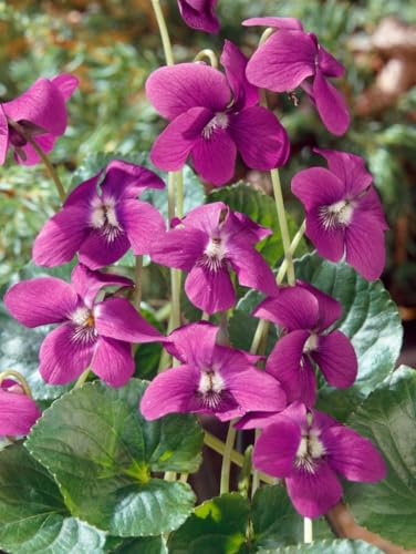 Viola sororia 'Rubra' 9x9 cm Topf – Winterhart & Mehrjährig & Pflegeleicht – Rotes Veilchen – Bodendecker für Schattenbeet & Unterpflanzung