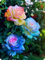 Rosenzwiebeln,Winterharte Staude, Kletterpflanzen,Duftende Blumen, Im Freien,Geeignet FüR TöPfe,Rosen,Rosen Pflanzen Winterhart-1zwiebeln-G