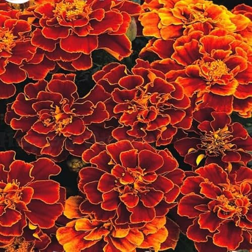 French Marigold Spanish Brocade 300 seeds + Plant tag + Freebie - Tagetes patula nana