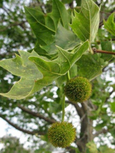 10 Semi di Platanus acerifolia Semilla de plátano Albero
