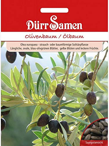 Olivenbaum/Ölbaum (Olea europaea), eine der ältesten Kulturpflanzen, trägt leckere von grün nach olivfarben abreifende Früchte