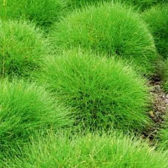 6x Festuca gautieri 'Pic Carlit' – Vaso 9x9 cm – pianta ornamentale compatta a cuscino giardino