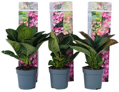 Plant in a Box - Hydrangea macrophylla teller 'Red Bull' - Set de 3 - Hortensia -Fleurs rose - Pot 9cm - Hauteur 25-40cm