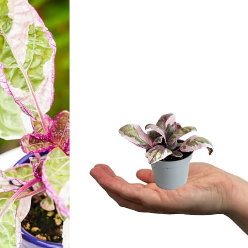 Carbeth Plants - 1 x Purple Waffle Plant in 6cm Pot - Real Live Hemigraphis Snow White Mini Indoor Plant - Evergreen Foliage Houseplant - Easy to Care for Beginner Friendly - Ideal for Home or Office