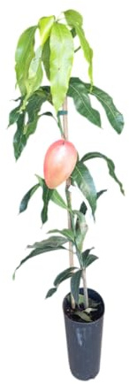 Árbol de Mango Injertado Natural de 1,5m de Altura – Frutal Natural en Maceta
