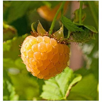 3 Anne Golden EverBearing Raspberry Plants - Large 2 Year Old Plant - Large Sweet