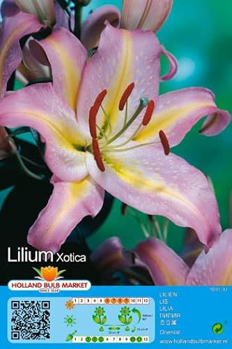 Lilienzwiebeln : Lilien Lilium orientalis Orientalische Lilie  Xotica  1 Blumenzwiebeln
