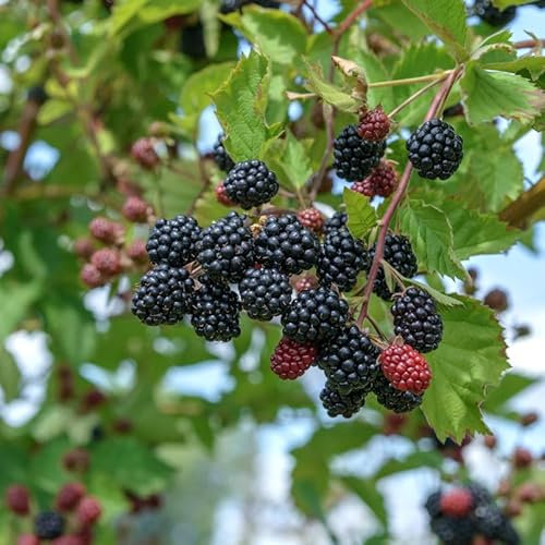 Brombeere Dirksen Thornless - Rubus fruticosus - lebende Gartenpflanze aus den Baumschulen
