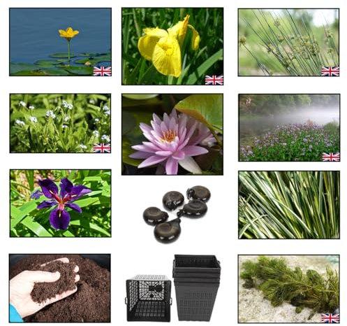 Lincsplants Marginal Starter Pack, Fresh Picked with Lily and Compost