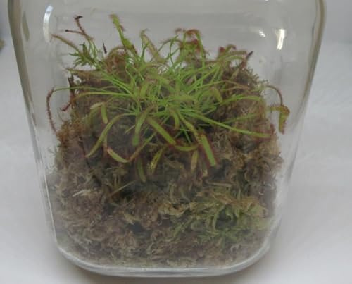 florari DIY Flaschengarten Set 5 mit Pflanzen - Pflanzenterrarium Glasgarten Karnivore Fleischfressende Pflanze