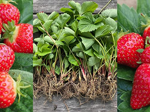 6 x Strawberry Plant Mix Bare Root Plants Including A Mix of High Yeilding Varities (Regular Package)