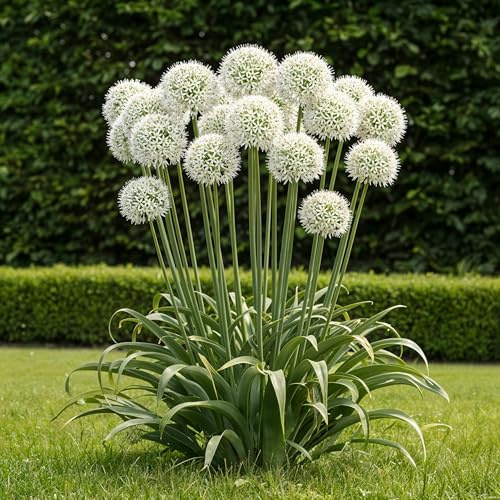 Blomsterlökar - Allium 'Mount Everest' - Vit - 3 enheter - Lökstorlek 16/18-50-150cm - Ø10cm - Trädgårdsväxt - Flerdeal