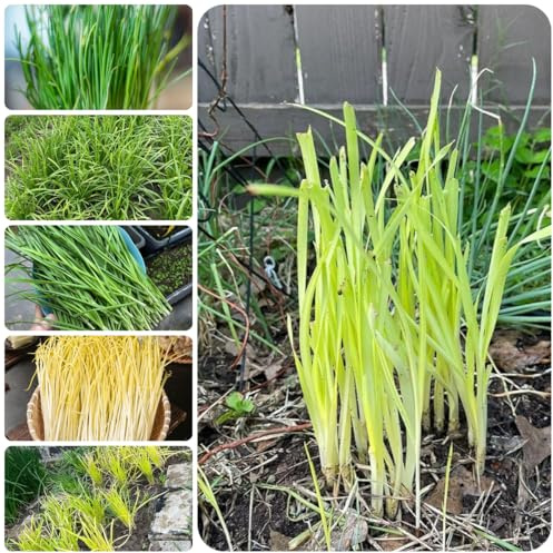 semillas de ajo cebollino - balcón organicas jardín interior 300pcs