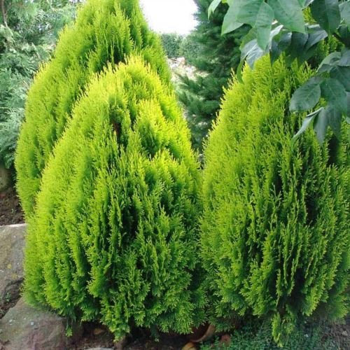 5 SEMI di NANA CINESE Tuia Thuja Orientalis Compacta