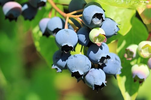 Plante de myrtille (myrtilles de vaccinium corymbosum) - Variété : patriot, plantes fortes, env. 55 cm de haut dans un pot de 14 cm (3 plantes en lot)