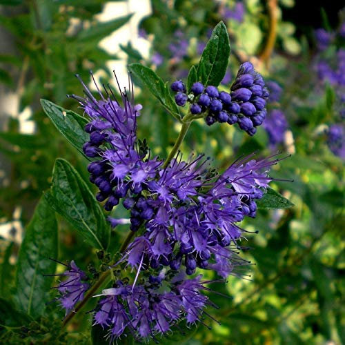 Bartblume Kew Blue Caryopteris dunkelblaue Blüten im Spätsommer Bienenweide ca. 40-60 cm Zierstrauch 3 Liter Topf