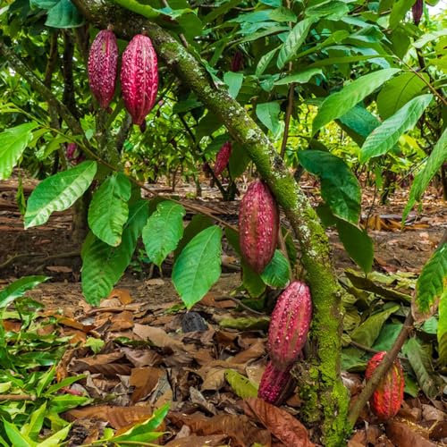 150 pcs Kakaobaum pflanze samen - winterfeste pflanzen für balkon cacao, gewächshaus balkon pflanztöpfe zimmerbonsai bonsai nachhaltige geschenke für frauen zimmerpflanze