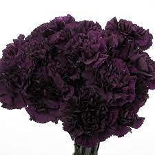 Graines de fleur d'œillet King of Blacks paquet de 100 graines