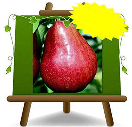 EURO PLANTS VIVAI Poirier arbre de poires William rouge – Plante fruitière sur pot 24/26 cm. -*hauteur maximale 180 cm. - 4 ans