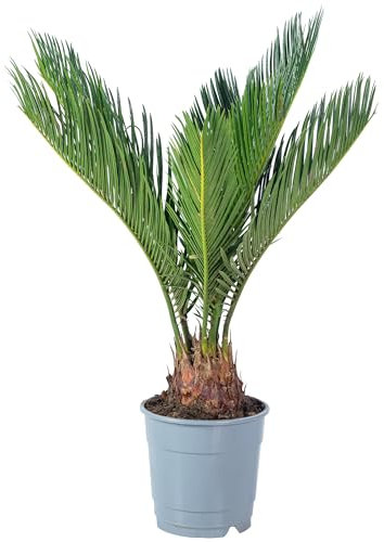 Cycas revoluta - Plante d'intérieur facile d'entretien - Hauteur : environ 25 cm - Diamètre du pot : 12 cm